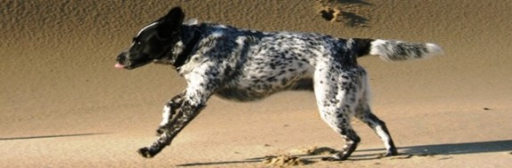 Bella the Dune Dog Survival Dog