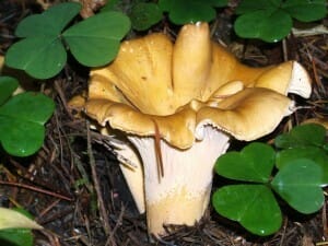 Chanterelles edible mushrooms