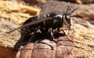 Bald Face Hornet Bald Face Hornet